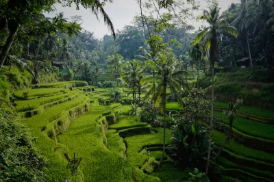5 Reasons To Become A Digital Nomad : Tegallalang rice terrace in Bali.